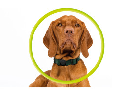 AirTag Pet Collar Black